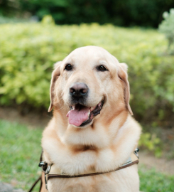 Guide Dogs Singapore Ltd